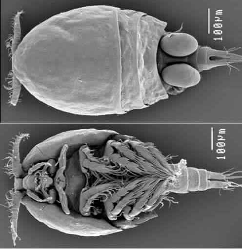 Представитель Семейства Dirivultidae